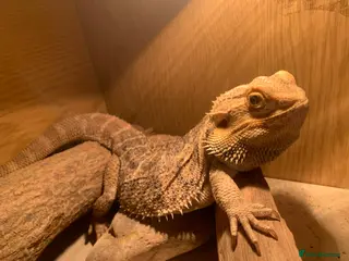 Bearded Dragon reptiles Bearded Dragon for sale - Advert 1