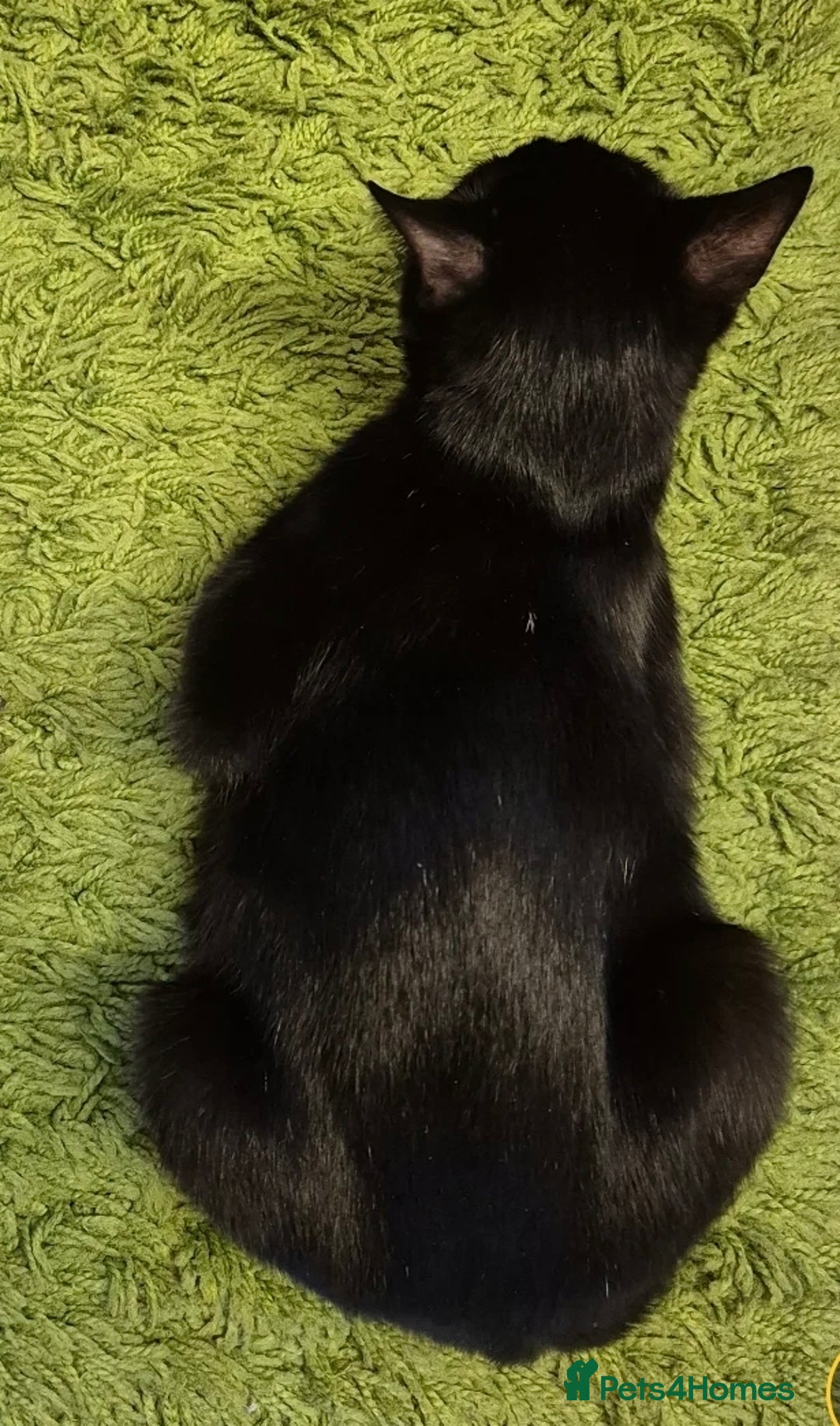 Domestic Shorthair cats for sale: Black female cat  - Advert 2