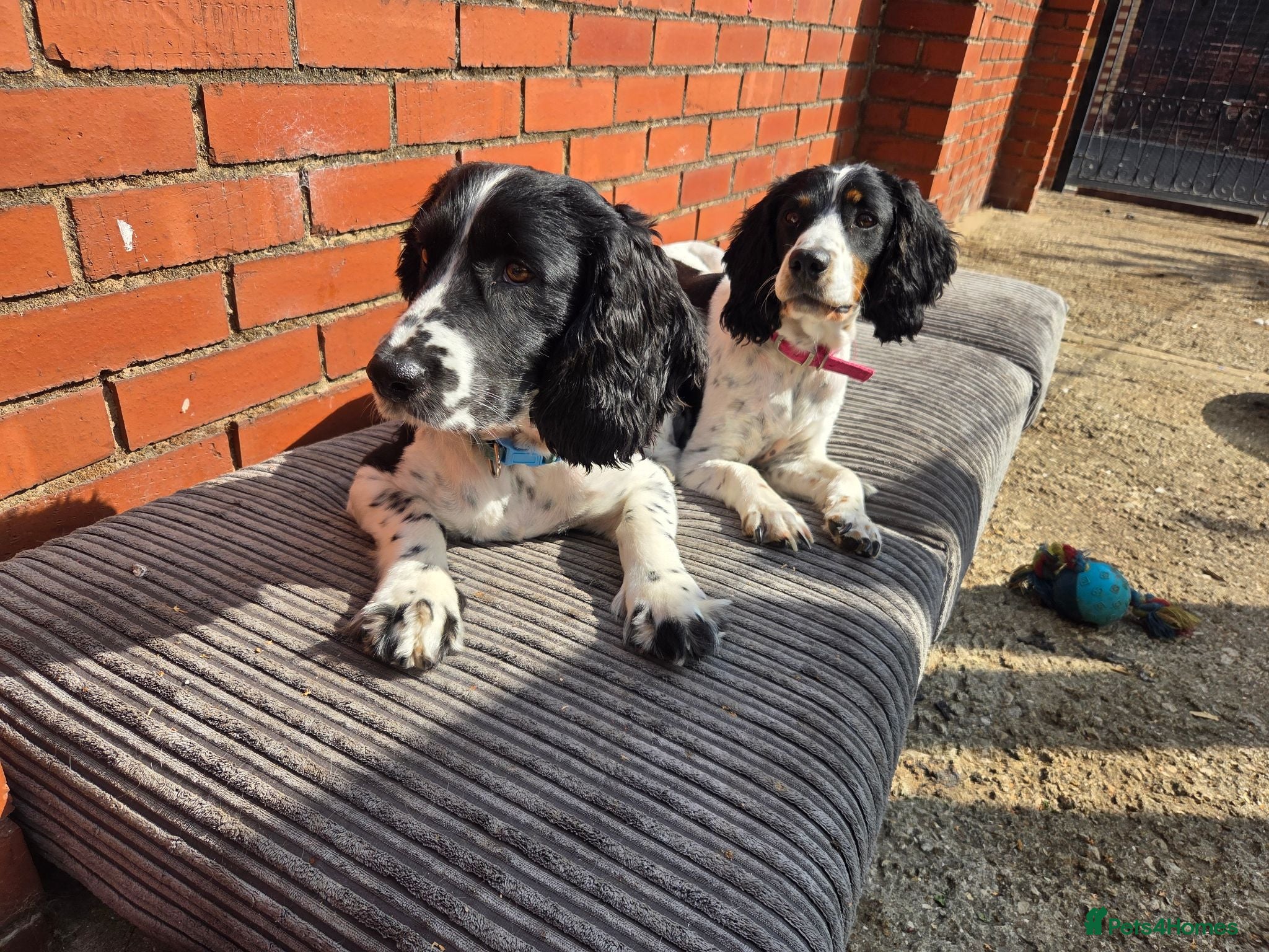 Sprocker dogs Sprocker spaniels for sale - Advert 3
