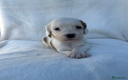 Cocker Spaniel dogs for sale: Beautiful kc registered cockerspaniel puppies  - Image 3