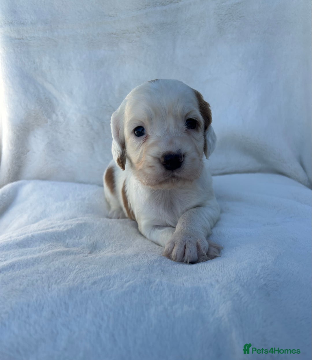 Cocker Spaniel dogs for sale: Beautiful kc registered cockerspaniel puppies  - Image 3