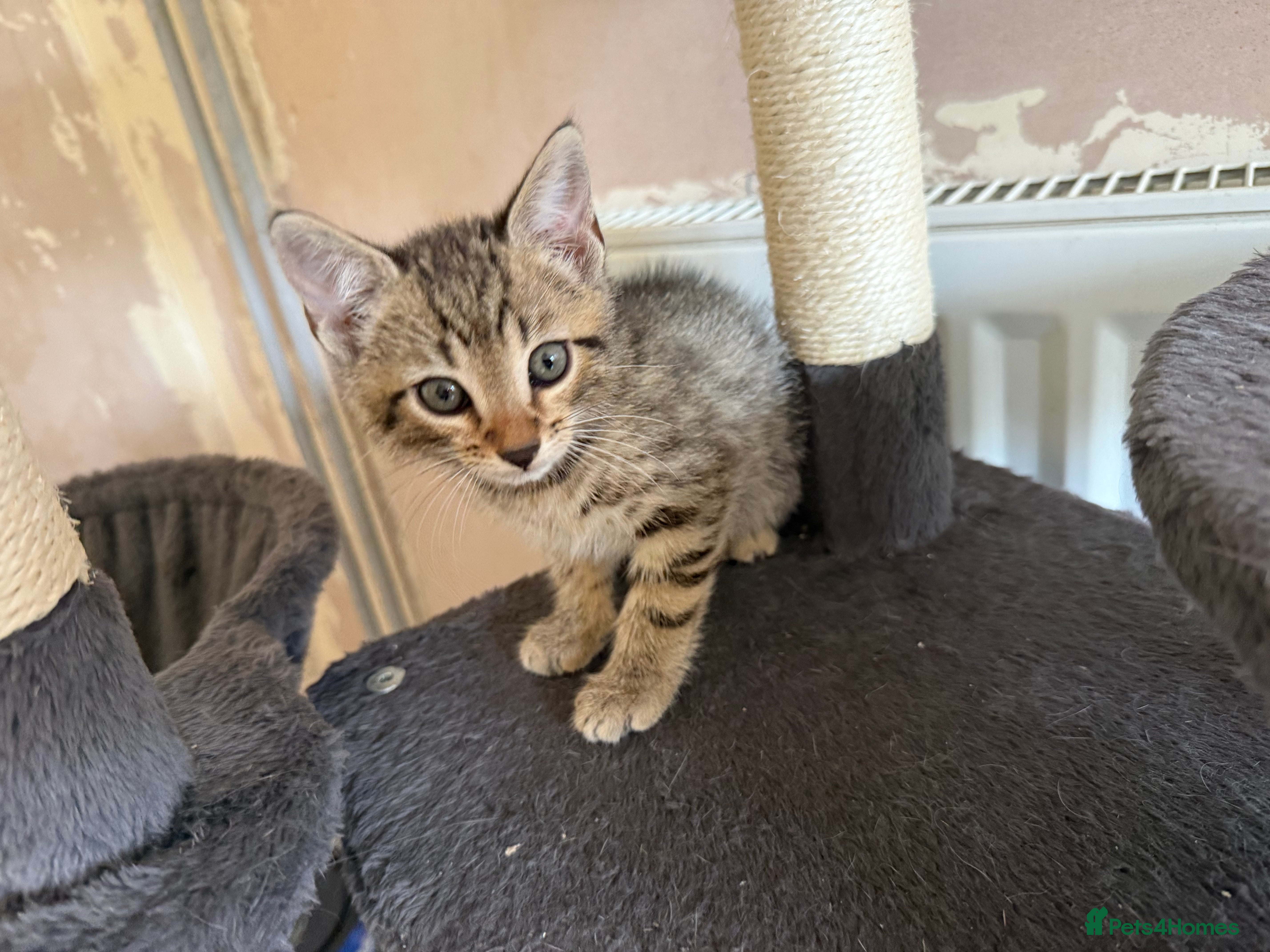 Bengal cats for sale: 1 female kitten available  - Advert 8