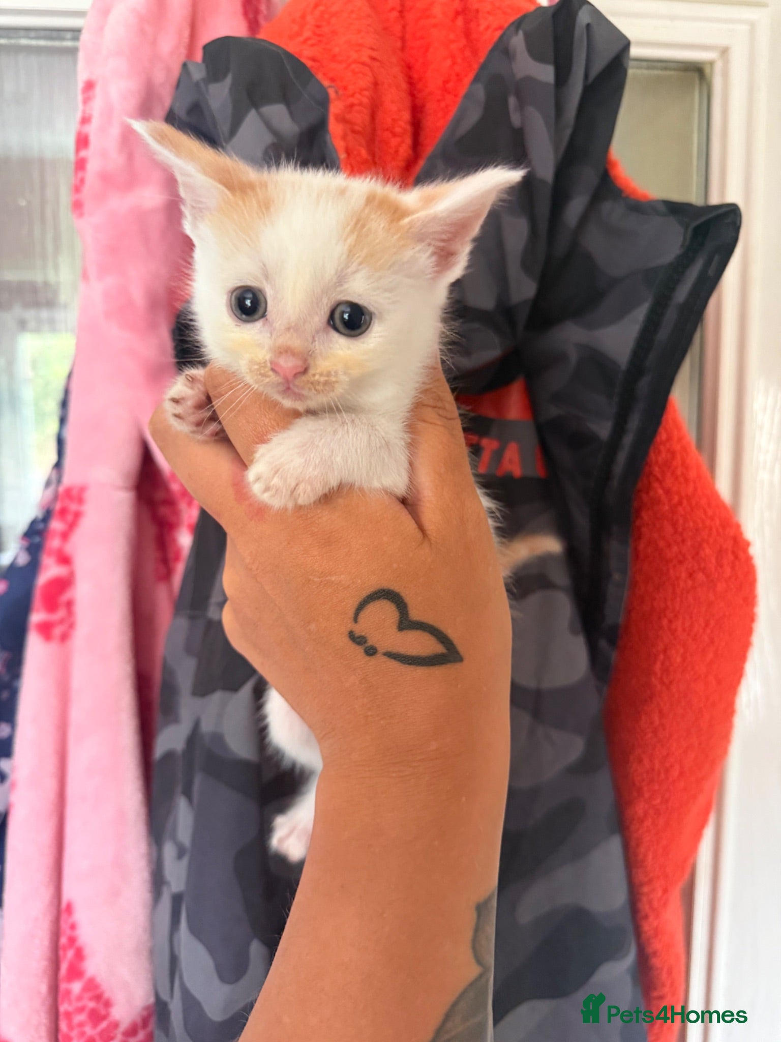 Mixed Breed cats 1 girl kitten left  - Advert 18