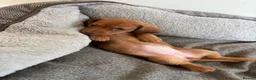 Miniature Dachshund dogs for sale:  Ready now PRA clear Miniature dachshunds - Advert 11