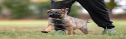 German Shepherd dogs for sale: Working line KC GSD pups  - Advert 5