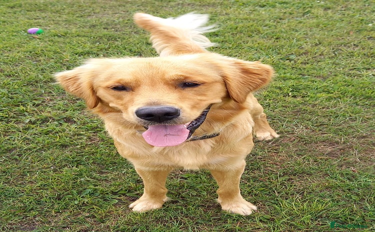 Golden Retriever dogs in Bridlington - Advert 2