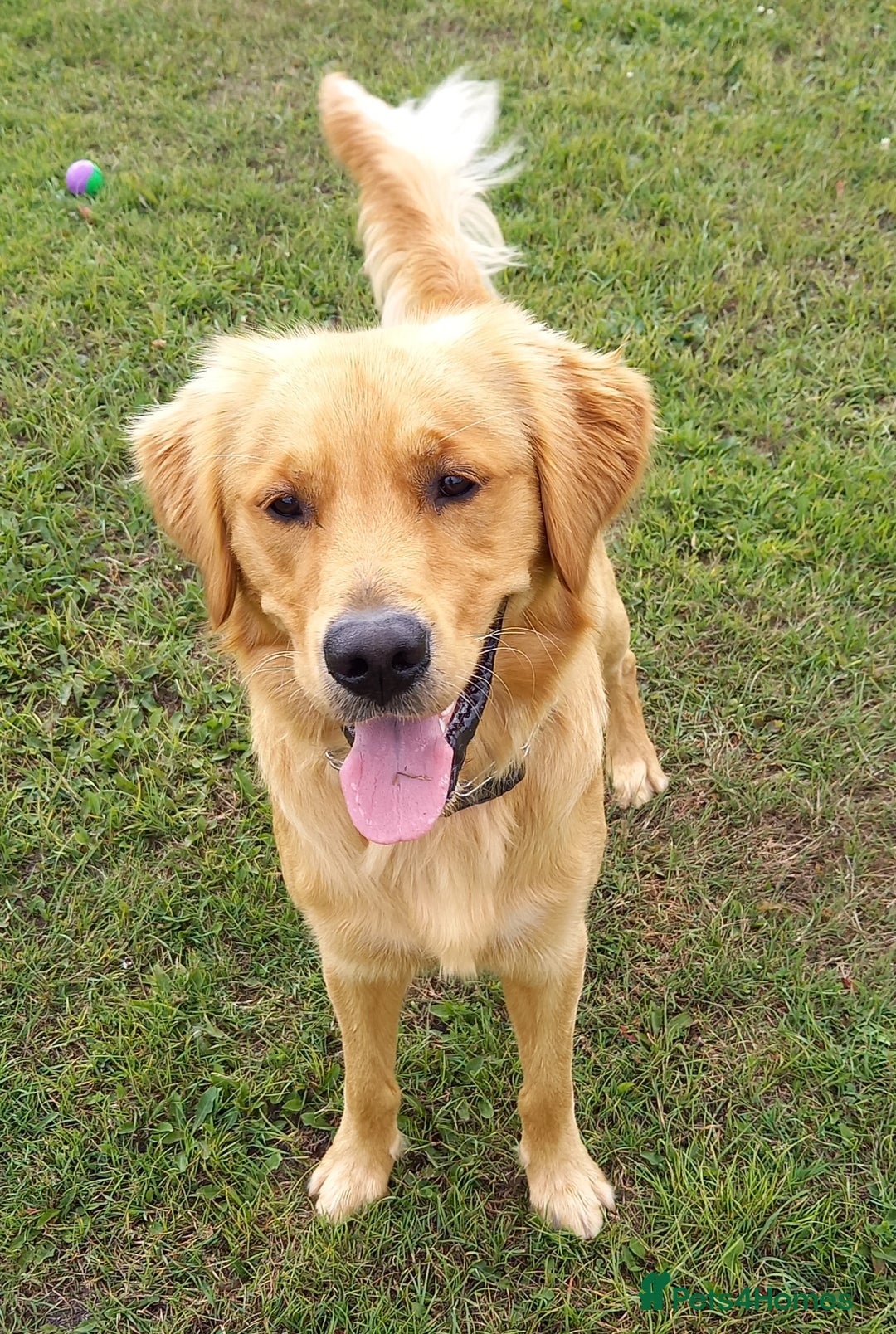 Golden Retriever dogs for sale: Dark KC Golden Retriever in Bridlington - Image 1