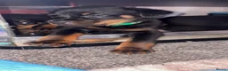 Rottweiler dogs for sale: Rottweilers puppy’s  - Advert 14