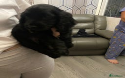 Cocker Spaniel dogs for sale: 5 th Generation Cocker Spaniel Pups/Ready to leave - Image 7