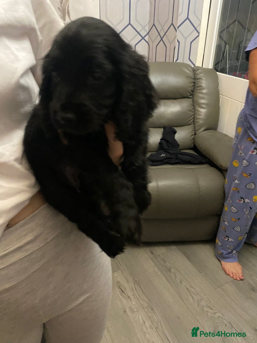 Cocker Spaniel dogs for sale: 5 th Generation Cocker Spaniel Pups/Ready to leave - Image 7