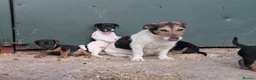 Jack Russell dogs for sale: Jack Russell Puppies for sale - Advert 6