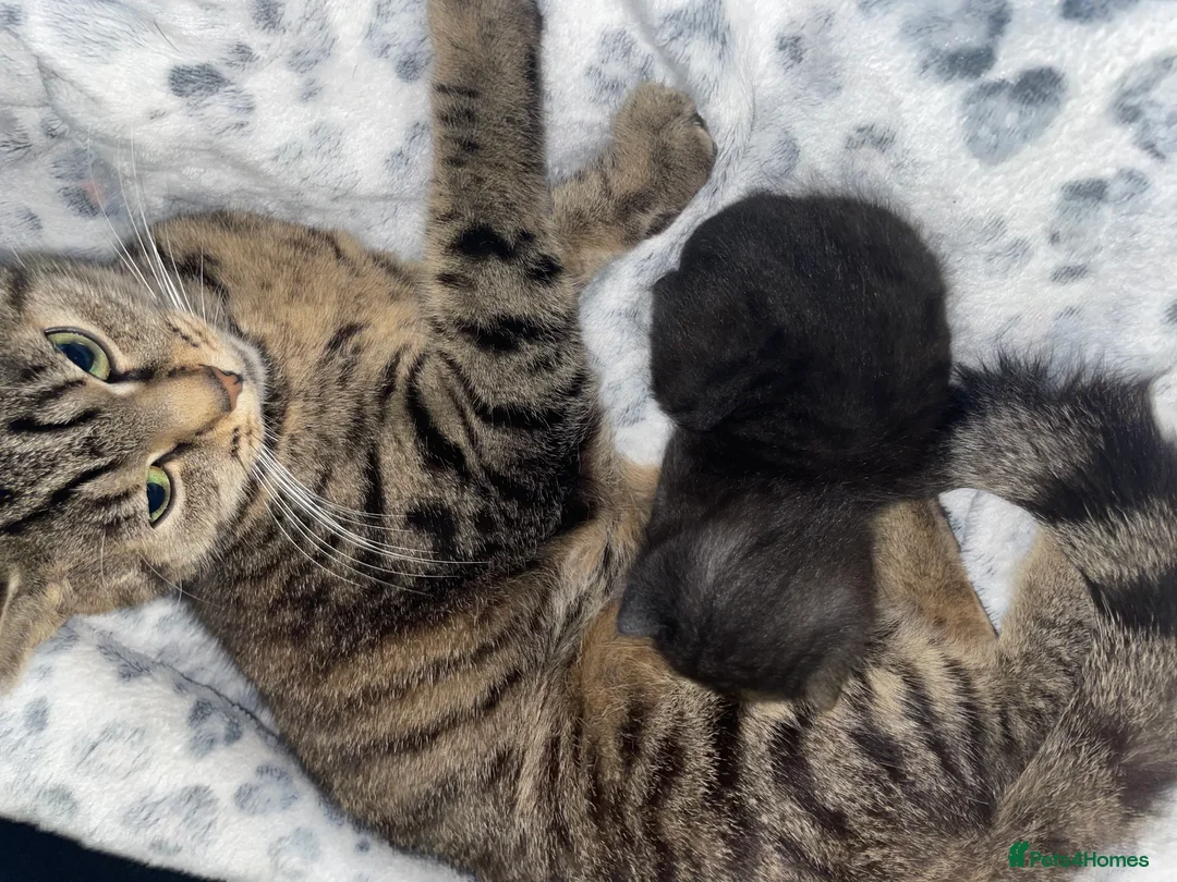 Mixed Breed cats for sale: Beautiful black kitten - Advert 1