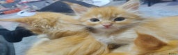 Maine Coon cats for sale: LAST 2! Ginger Girl & Boy full Maine Coon Kittens - Advert 9