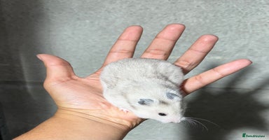Hamster rodents - Advert 6