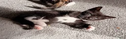 Mixed Breed cats for sale: Ragdoll x Domestic Shorthair Rare Coat Kittens ♥️ in Manchester - Advert 12