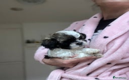 Maltese dogs for sale: Maltes - Image 4