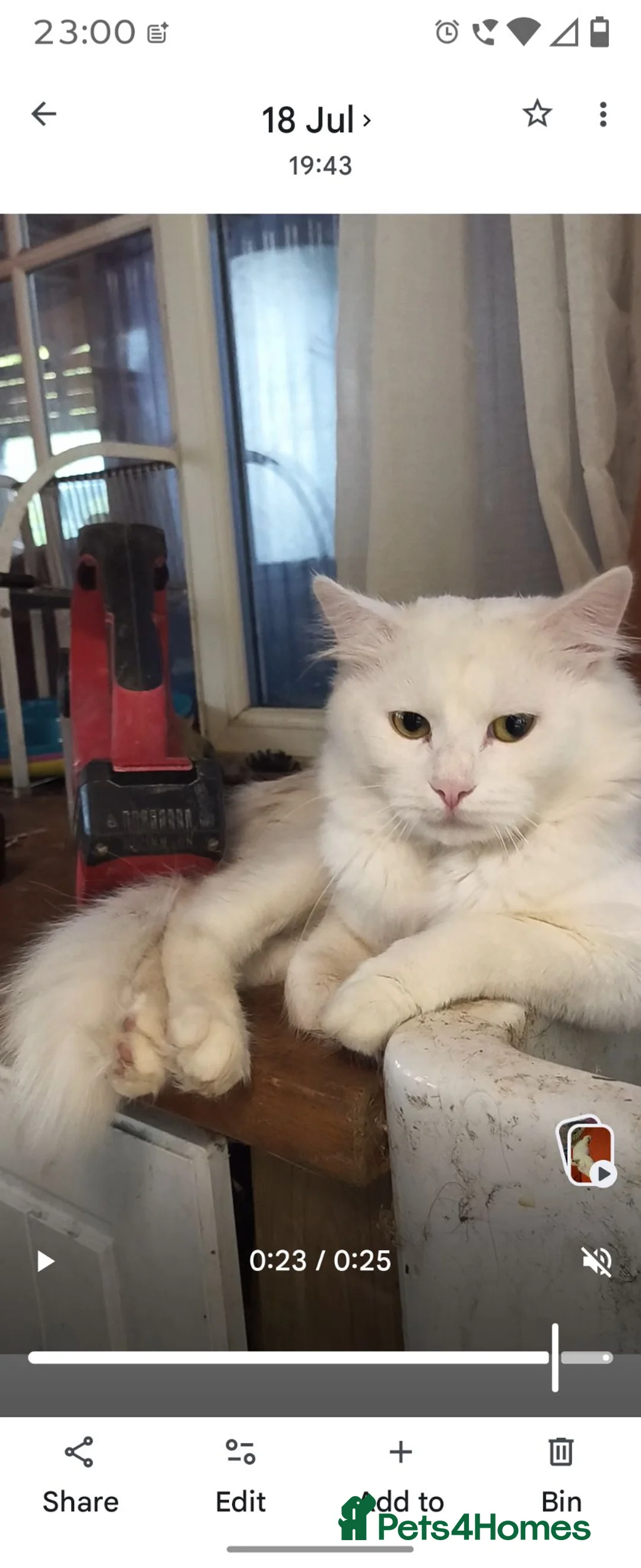 Siberian cats for sale: Lovely Siberian kittens with pedigree in Spalding - Advert 2