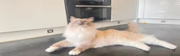 Ragdoll cats for sale: Looking for Their Forever Home Together in King's Lynn - Advert 14