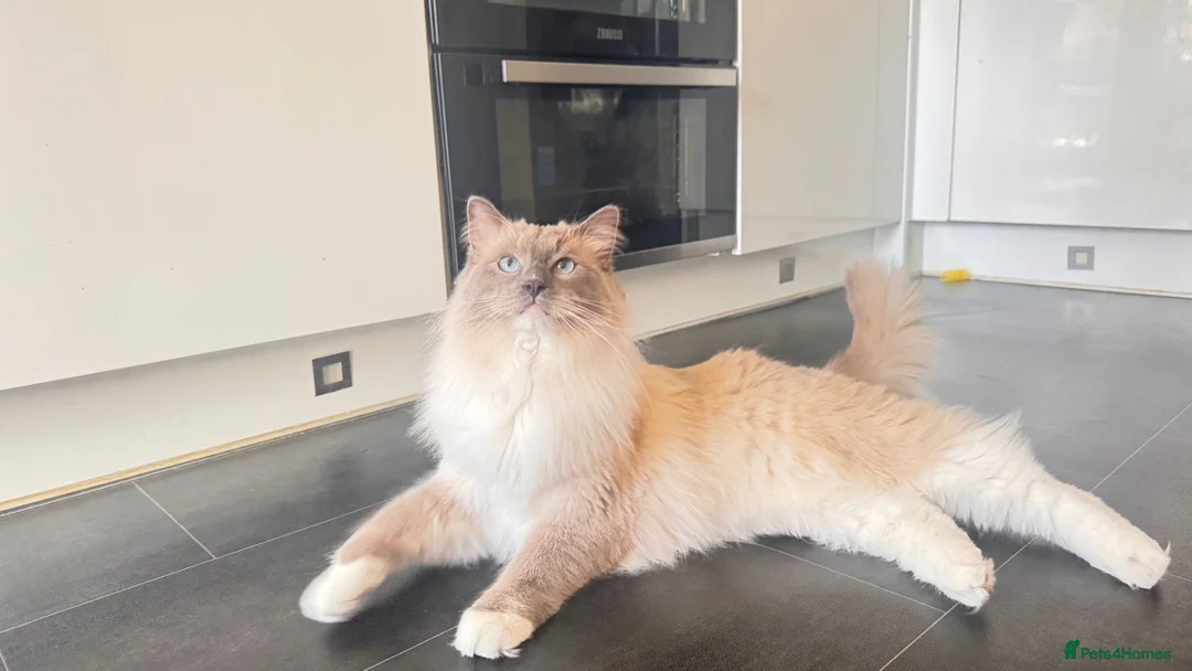Ragdoll cats for sale: Looking for Their Forever Home Together in King's Lynn - Advert 14