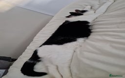 Domestic Shorthair cats for sale: Gorgeous affectionate boy - Image 2