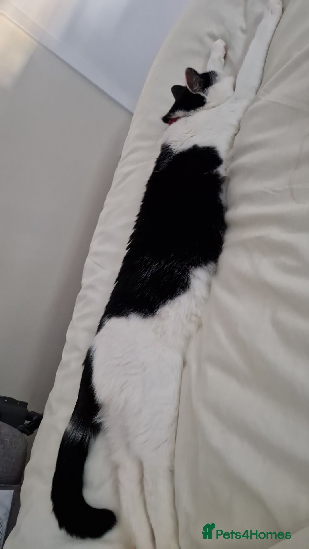 Domestic Shorthair cats for sale: Gorgeous affectionate boy - Image 2