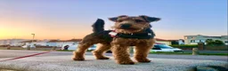 Welsh Terrier dogs for stud: Welsh Terrier for Stud  in Worthing - Advert 7