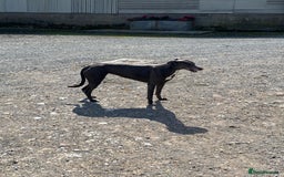 Mixed Breed dogs for sale: Lurcher x Foxhound  - Image 4