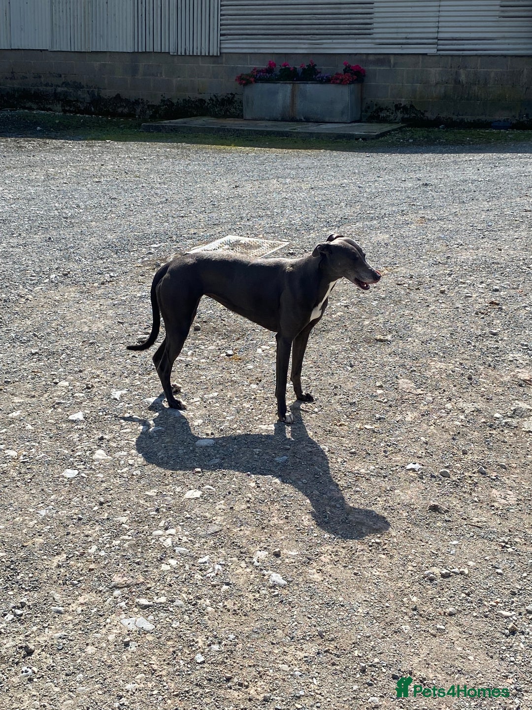 Mixed Breed dogs for sale: Lurcher x Foxhound  - Image 4