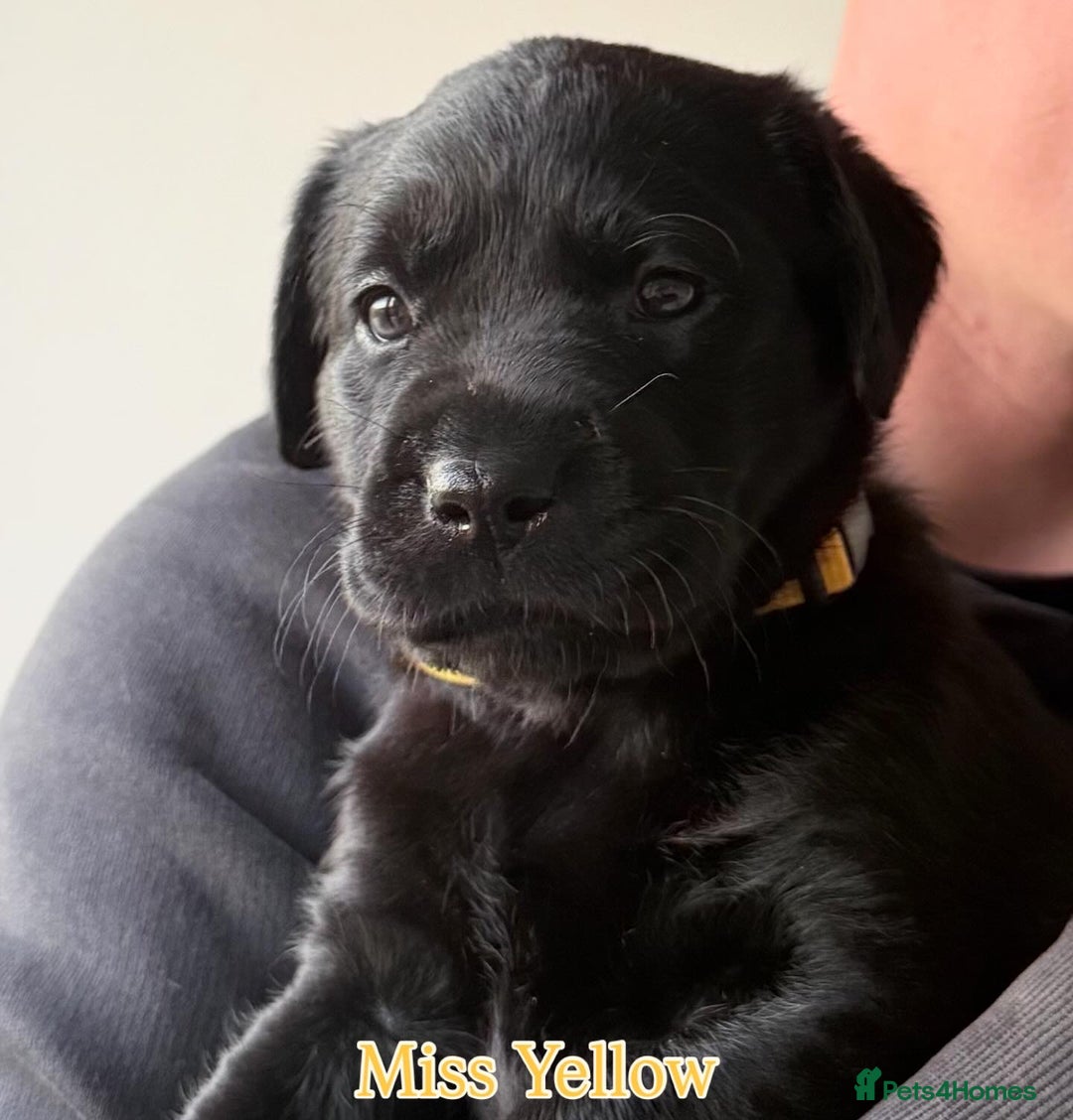 Labrador Retriever dogs for sale: 5* breeder🐾beautiful glossy black puppies ❤️  - Image 39