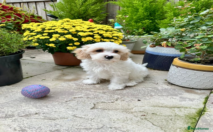 Cavachon dogs - Advert 3