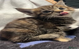 Maine Coon cats for sale: Stunning Half Maine coon kittens  - Image 14