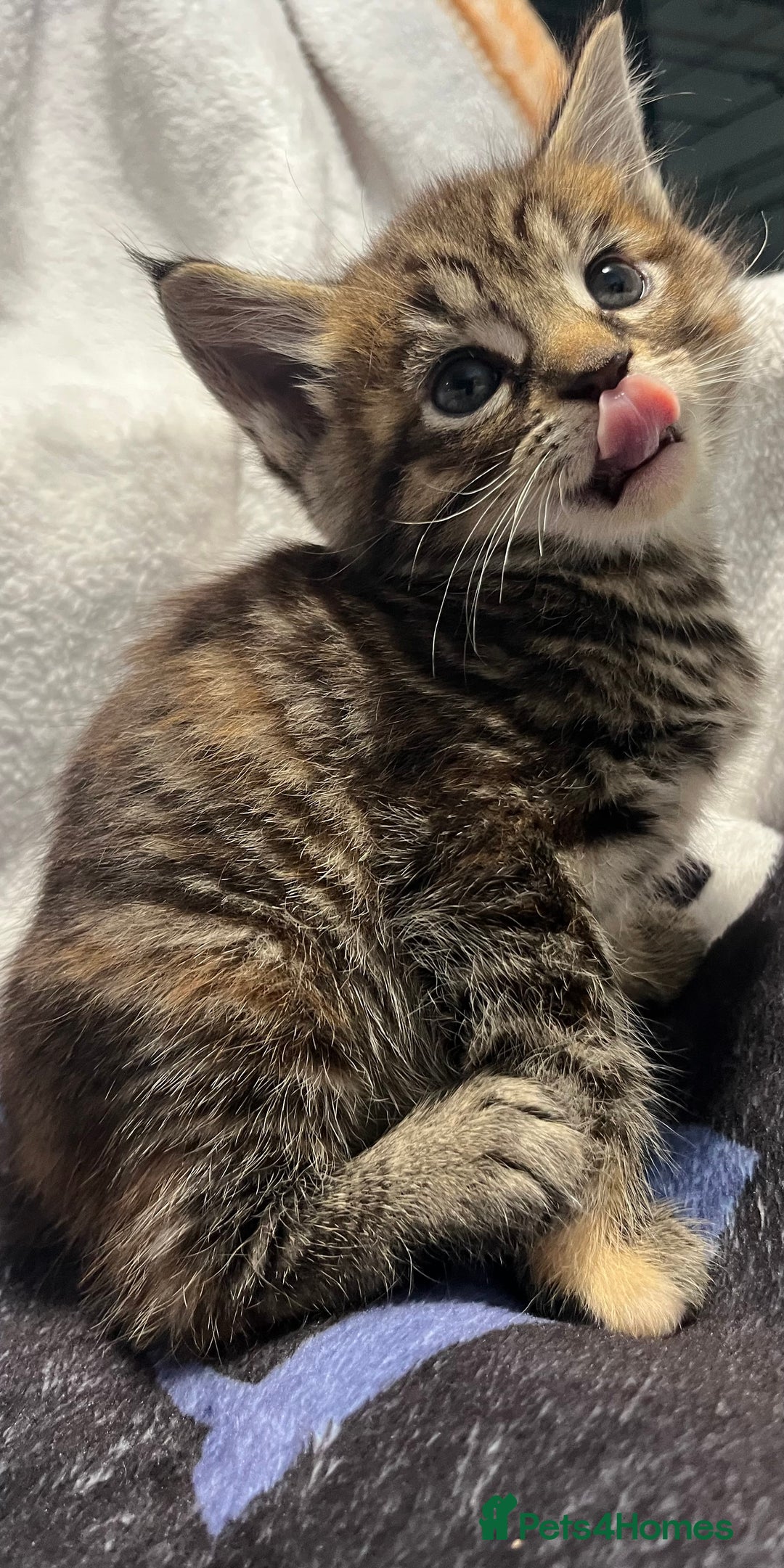 Maine Coon cats for sale: Stunning Half Maine coon kittens  - Image 14