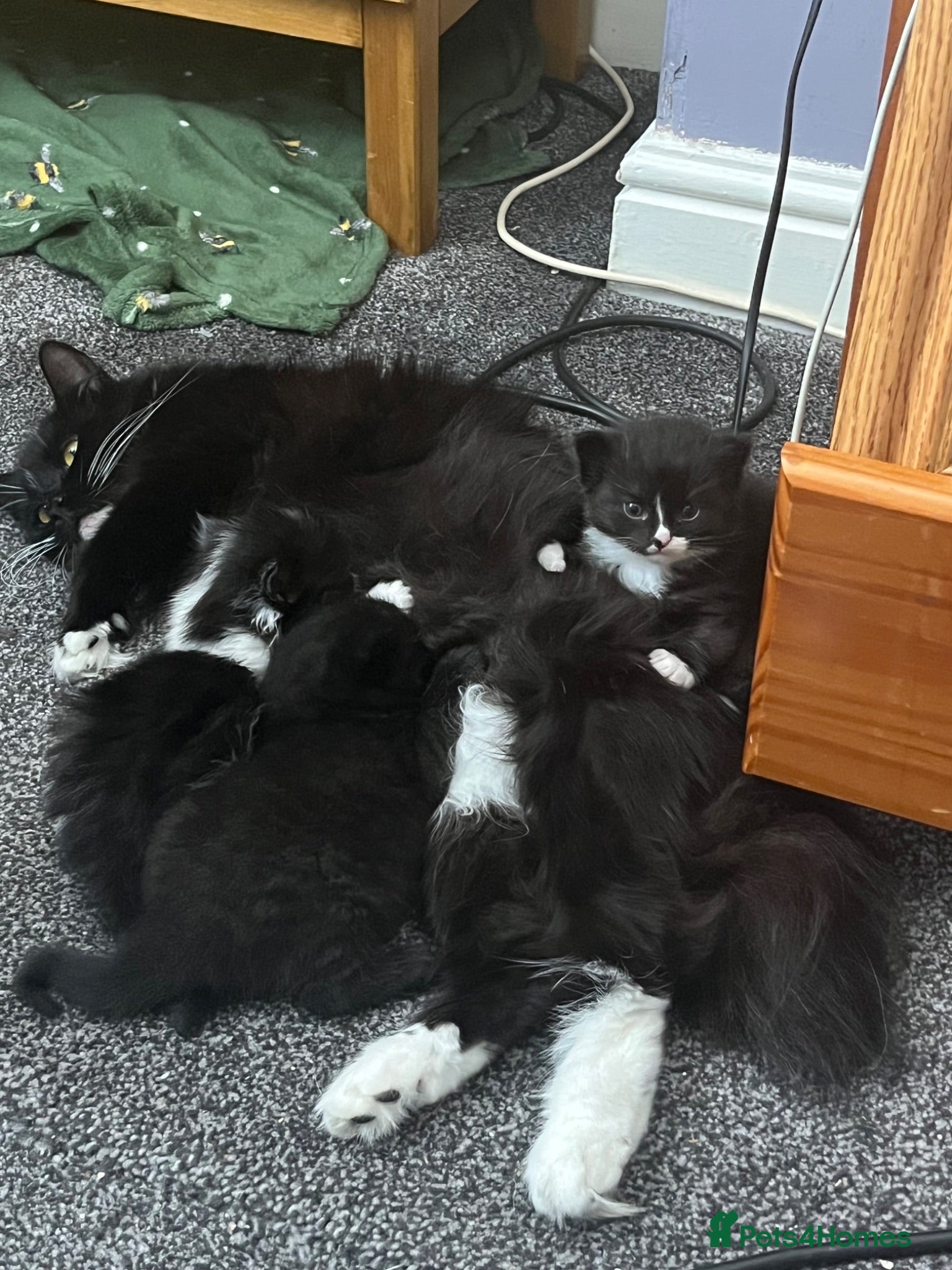 British Longhair cats Bonded pair of kittens  - Advert 1