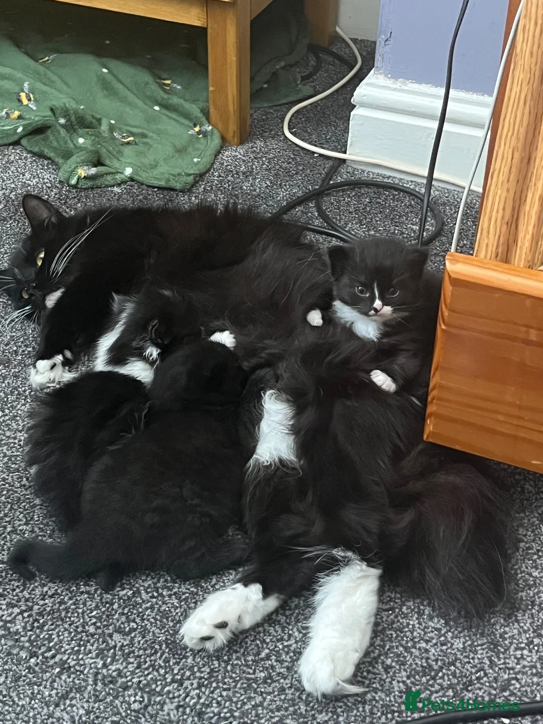 British Longhair cats for sale: Bonded pair of kittens  - Advert 1
