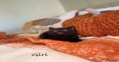 Mixed Breed cats - Advert 4