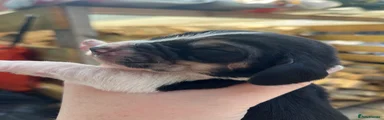 Basset Hound 3