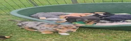 Jack Russell dogs for sale: JACK RUSSELL PUPPIES - Advert 14