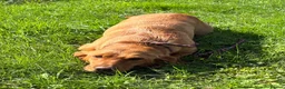 Labrador Retriever dogs for sale: KC Reg Red Female Labrador  - Advert 5