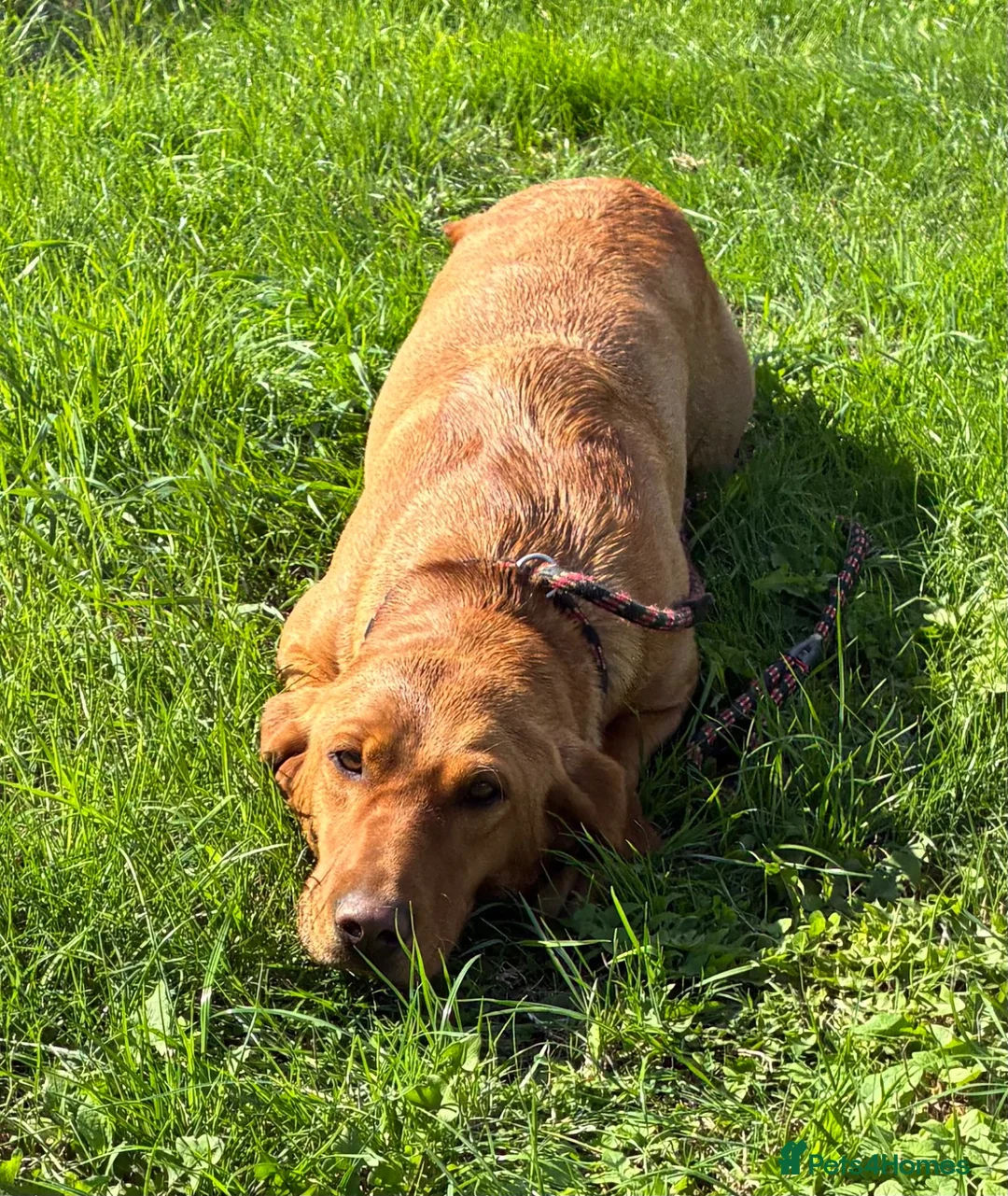 Labrador Retriever dogs for sale: KC Reg Red Female Labrador  - Advert 5