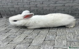 Mini Lop rabbits for sale: 3 beautiful baby rabbits  - Image 7