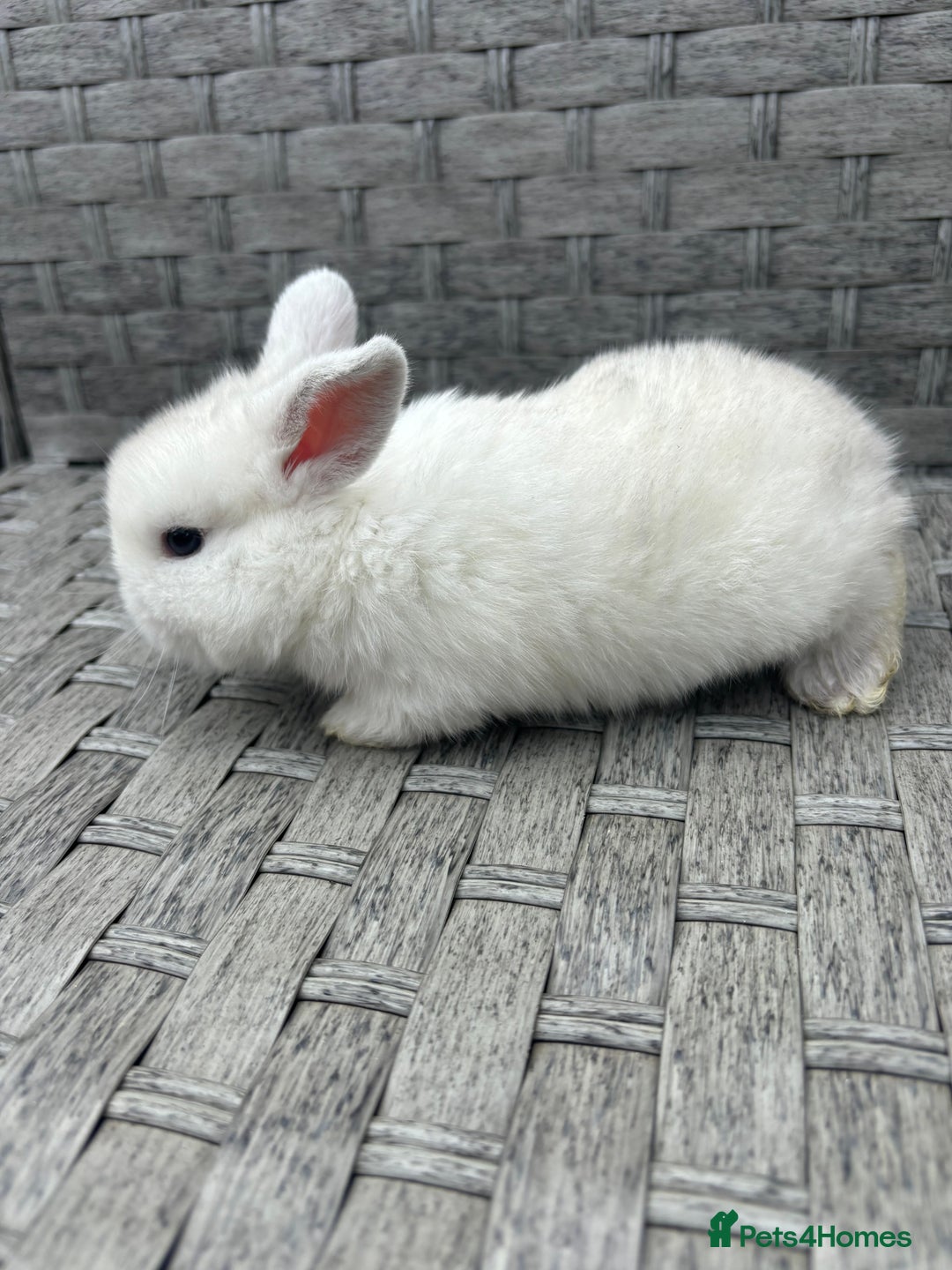 Mini Lop rabbits for sale: 3 beautiful baby rabbits  - Image 7