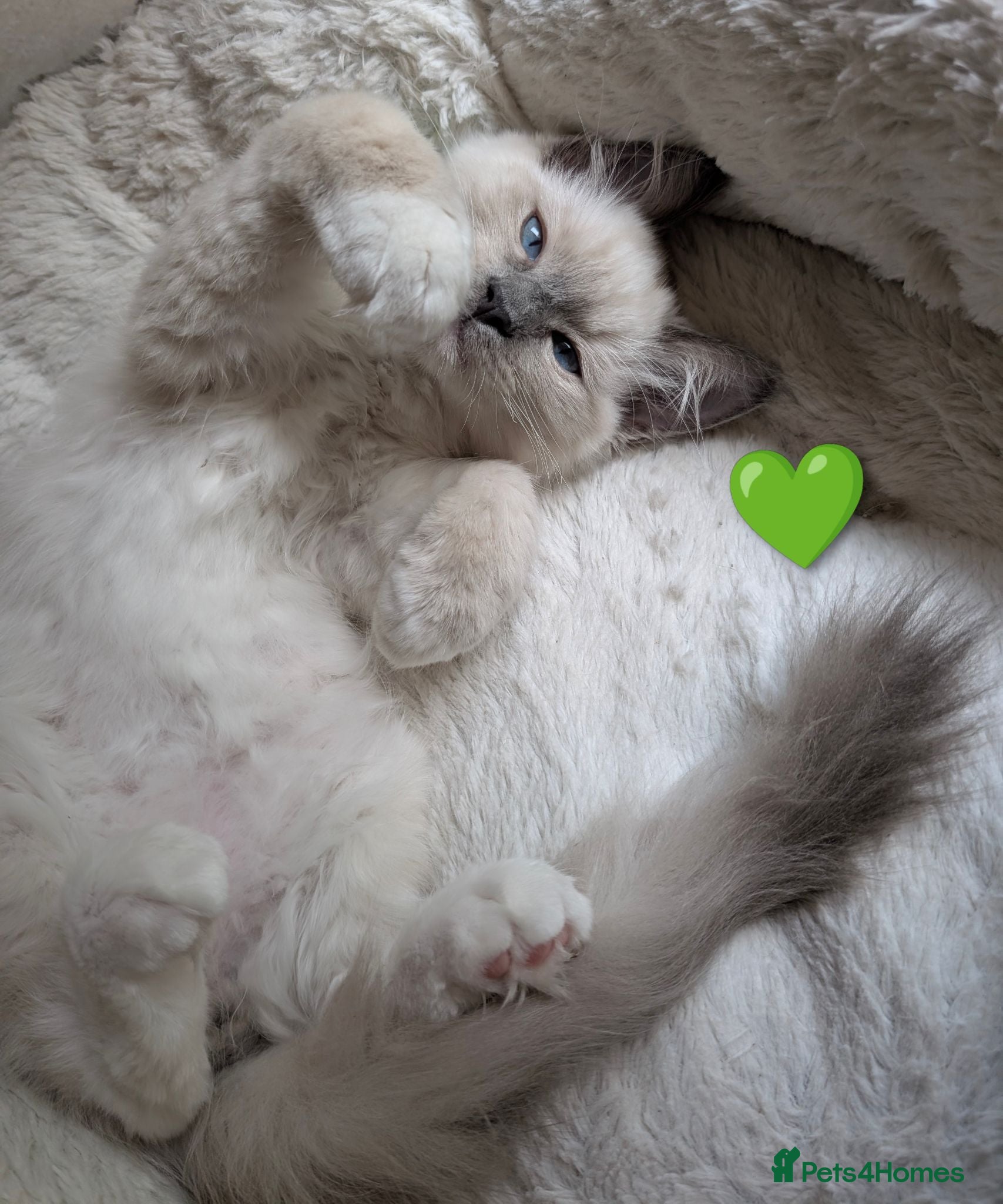 Ragdoll cats ❤️GCCF,3 BEAUTIES LEFT,Ragdoll blue point mitted   - Advert 1