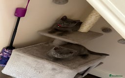 British Shorthair cats for sale: British shorthair  - Image 8
