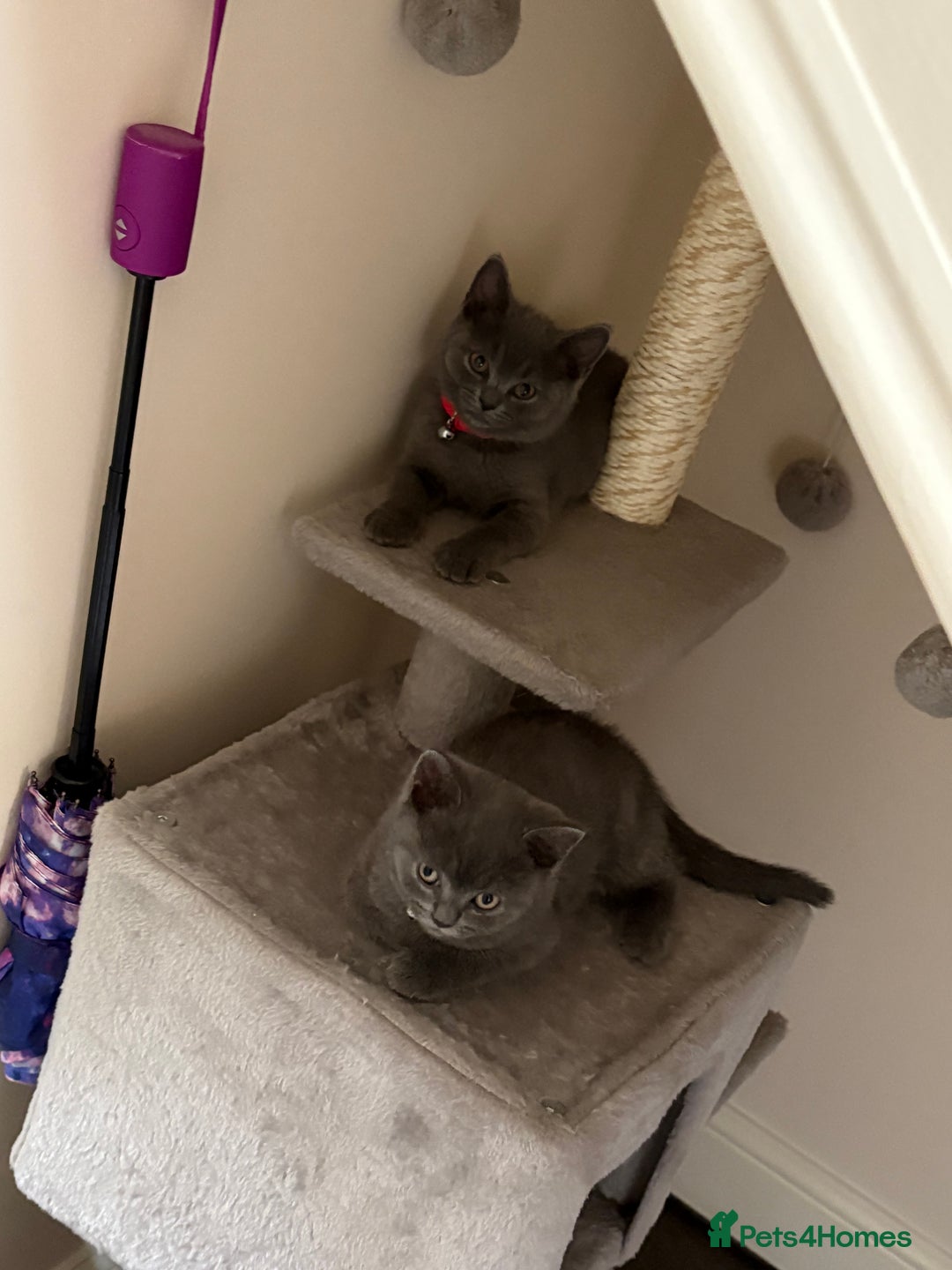 British Shorthair cats for sale: British shorthair  - Image 8
