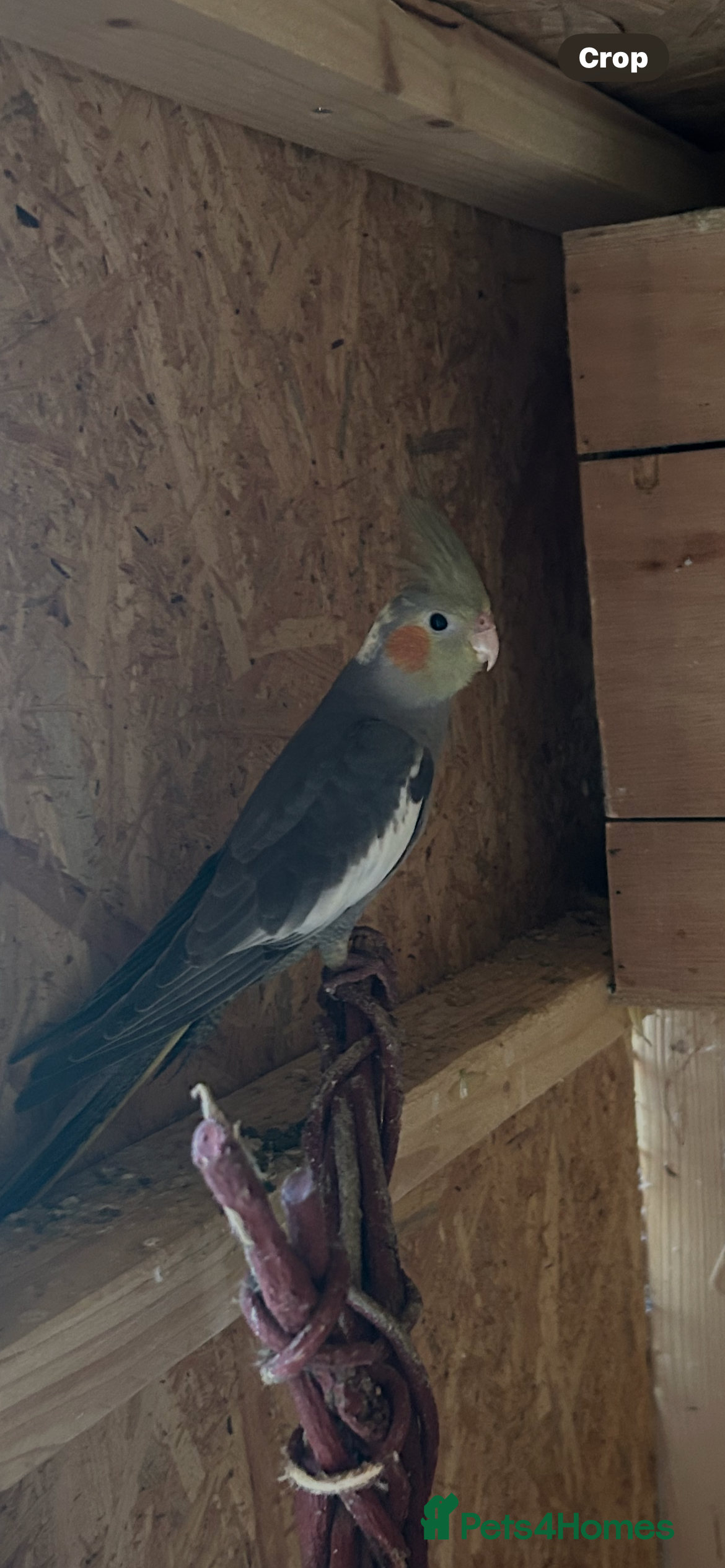 Cockatiels birds Cockatiels  - Advert 10