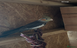 Cockatiels birds for sale: Cockatiels  - Image 1