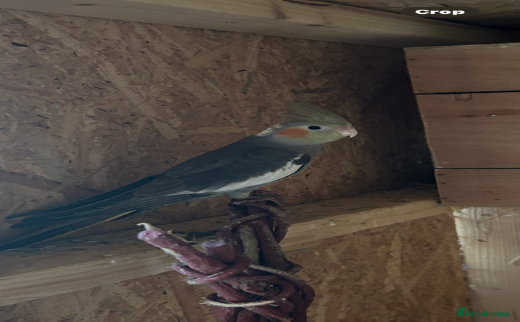 Cockatiels birds - Advert 1