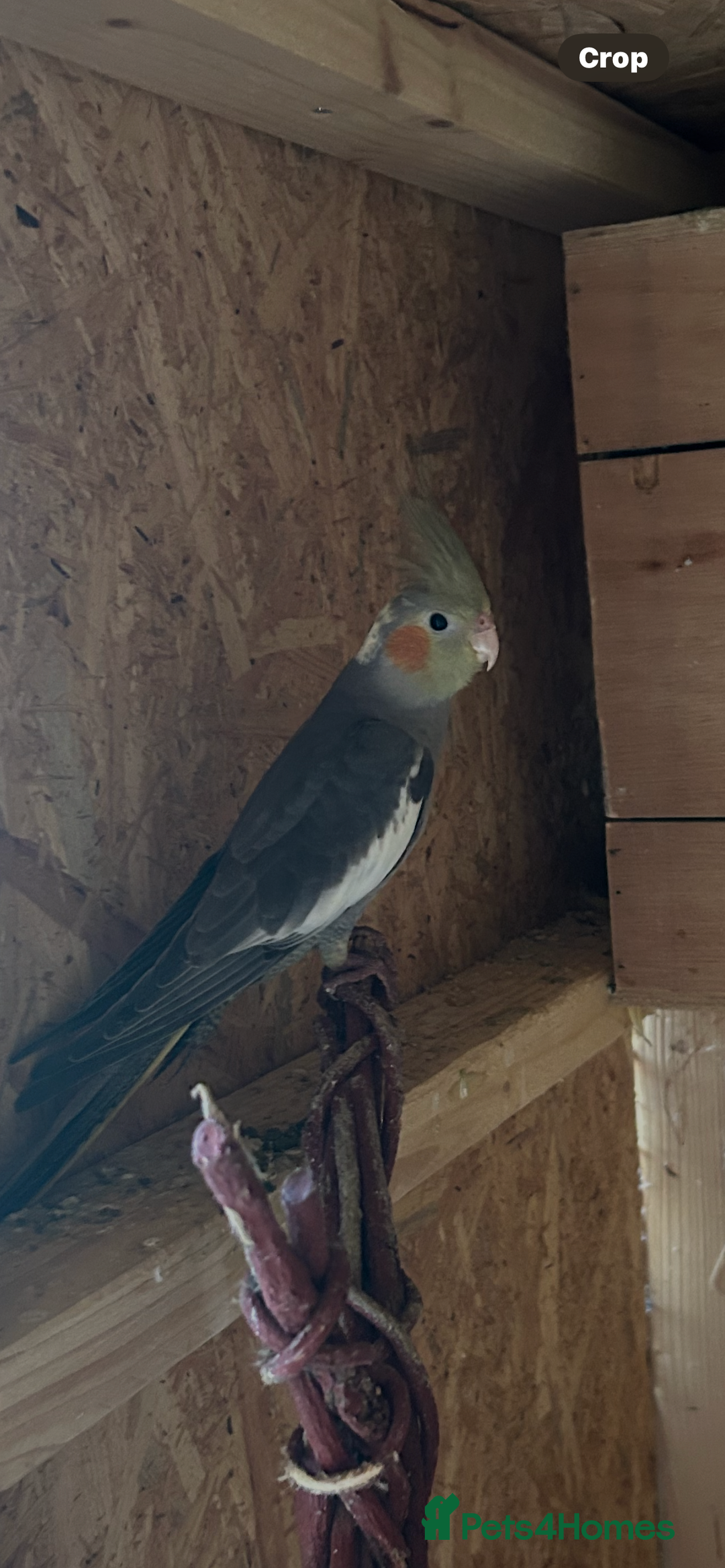 Cockatiels birds for sale: Cockatiels  - Image 1