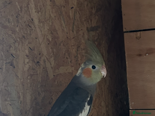 Cockatiels birds for sale - Advert 2