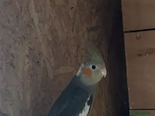 Cockatiels birds Cockatiels - Advert 17